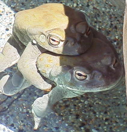 a breeding pair in amplexus