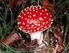 amanita muscaria