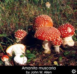 Amanita muscaria