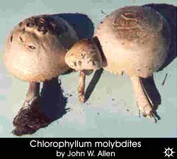 Chlorophyllum molybdites