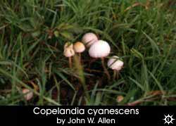 Copelandia cyanescens