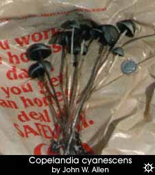 Copelandia cyanescens