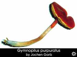 Gymnopilus purpuratus