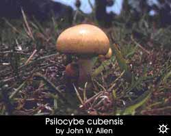 Psilocybe cubensis