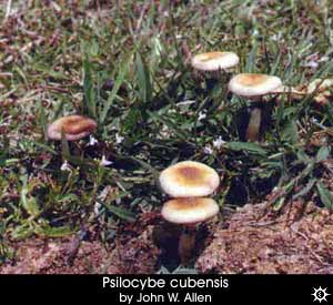 Psilocybe cubensis