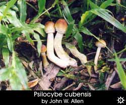 Psilocybe cubensis