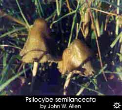 Psilocybe semilanceata