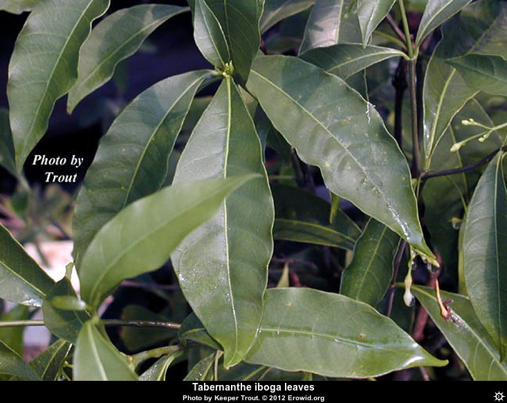 T. iboga  leaves, Photo by Keeper Trout