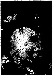 Full size image: 49 kB, FIGURE 5