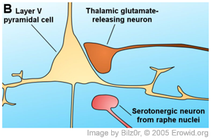 Relevant cell types in theories of hallucinogen action