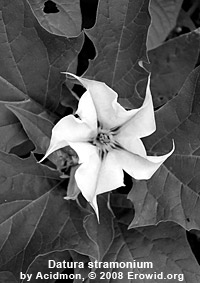 Datura stramonium